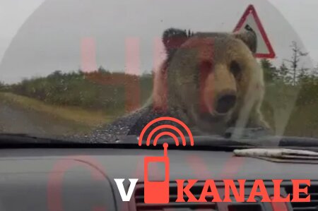 Медведь напал на машину с людьми на Сахалине
