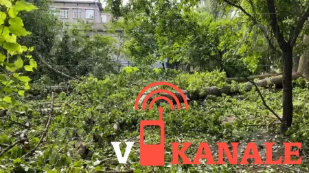 Дерево придавило 11-летнего мальчика в Петербурге во время шторма